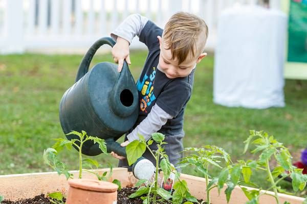 Irrigation with ollas - The Permaculture Research Institute