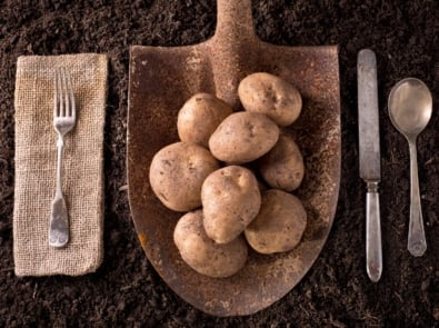 One Potato, Two Potato, Three Potato, Four: The Story of America’s Favorite Vegetable featured image