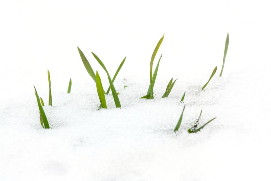 What Is An Onion Snow? Farmers' Almanac Plan Your Day. Grow Your Life.