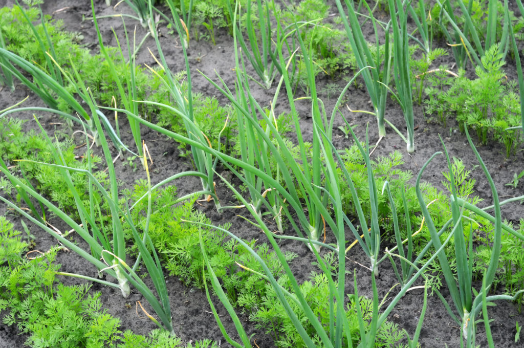 organically cultivated onion and carrot in the vegetable garden