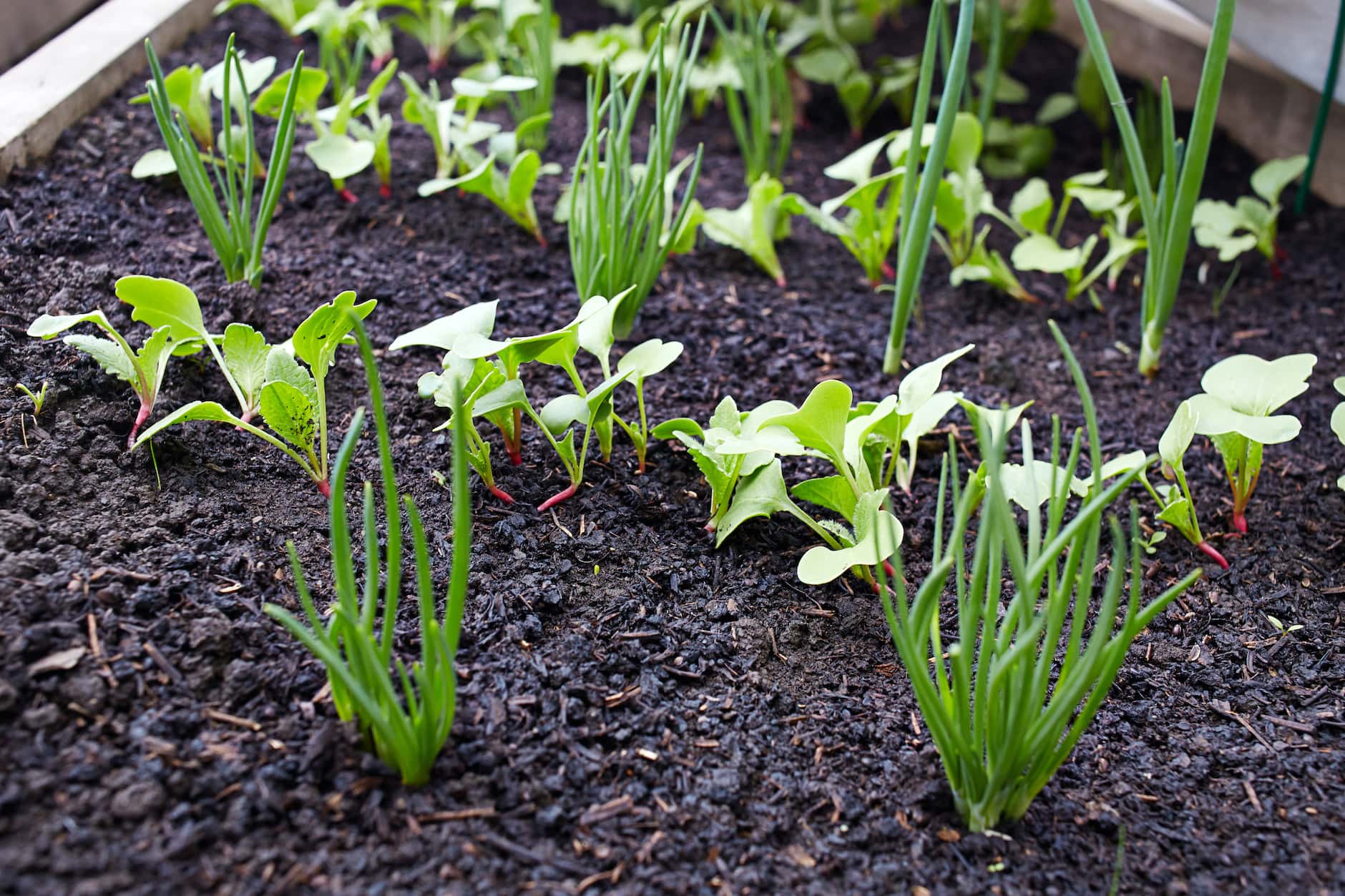 Radishes growing between rows of beans and squash as a beetle-deterrent companion crop