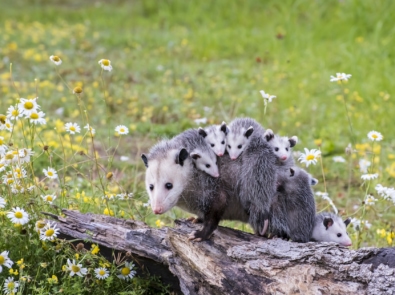 Fascinating Facts About Opossums You May Not Have Known featured image