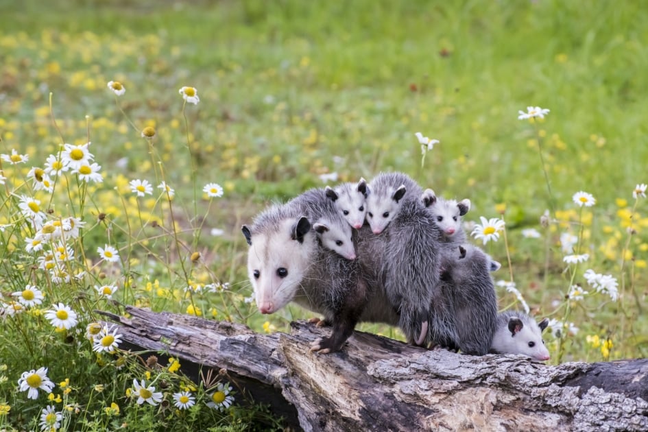 Virginia opossum - Common opossum