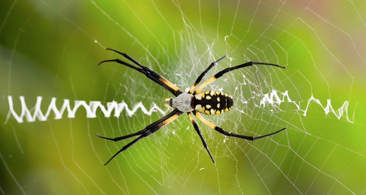 Orb Weaver Spiders Spooky Webs But Great For Pest Control Farmers Almanac