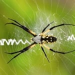 Spider - Yellow garden spider