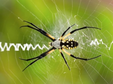 Spider - Yellow garden spider