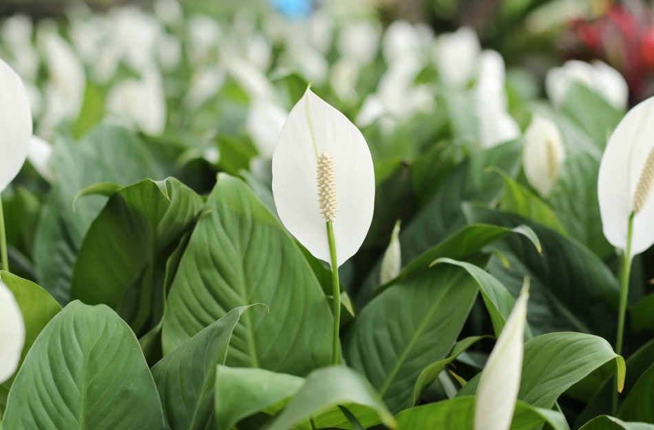 Flowering plant - Peace lily