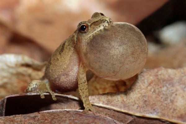 Male Spring Peeper (Pseudacris crucifer) With Vocal Sac Inflated as it Sings