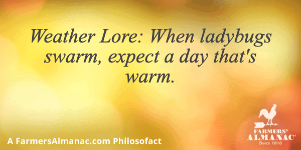 Weather Lore: When ladybugs swarm, expect a day that’s warm.image preview