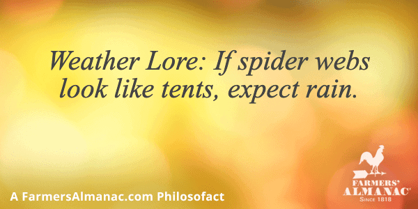 Weather Lore: If spider webs look like tents, expect rain.image preview