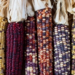 Flint corn (also known as indian corn) in a variety of colors.