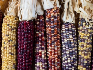 Flint corn (also known as indian corn) in a variety of colors.