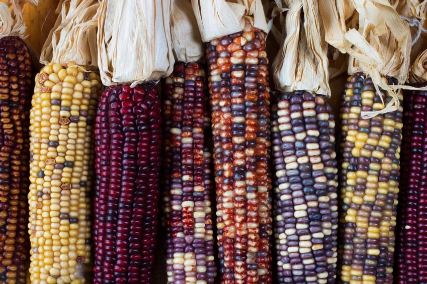 Flint corn (also known as indian corn) in a variety of colors.