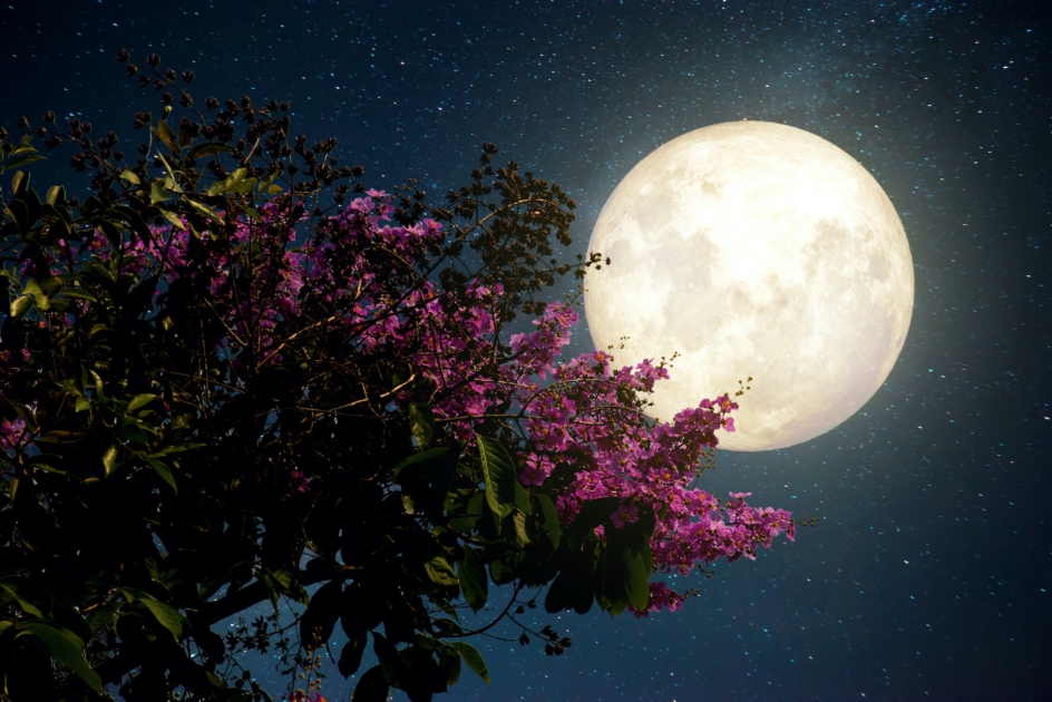 Supermoon - Flower Moon
