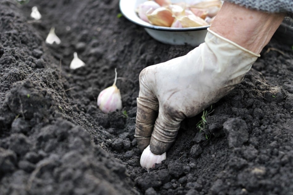 Growing garlic from cloves.