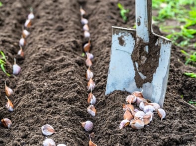 How To Grow Garlic: Fall Is The Time To Get Planting! featured image