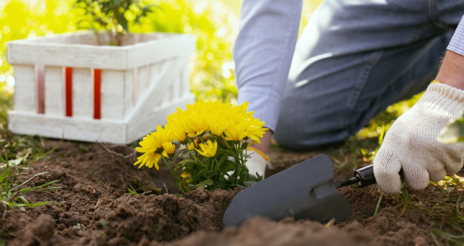 Flower - Garden