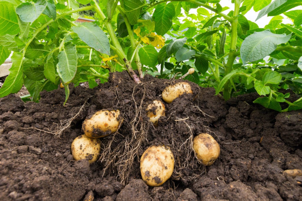 Close up of potato plant and potatoes in soil