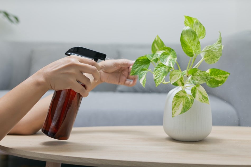 The woman is spraying a golden pothos on the wooden table in the living room. 