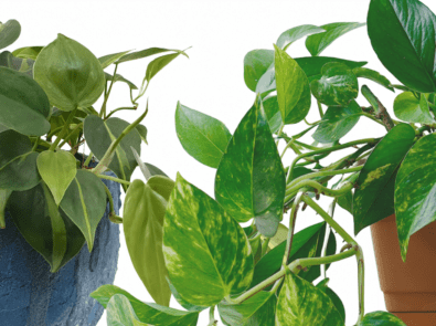 Devil’s Ivy vs. Philodendron: Which is Which? featured image