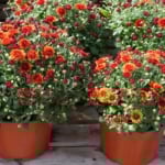 Flower - Flowering plant