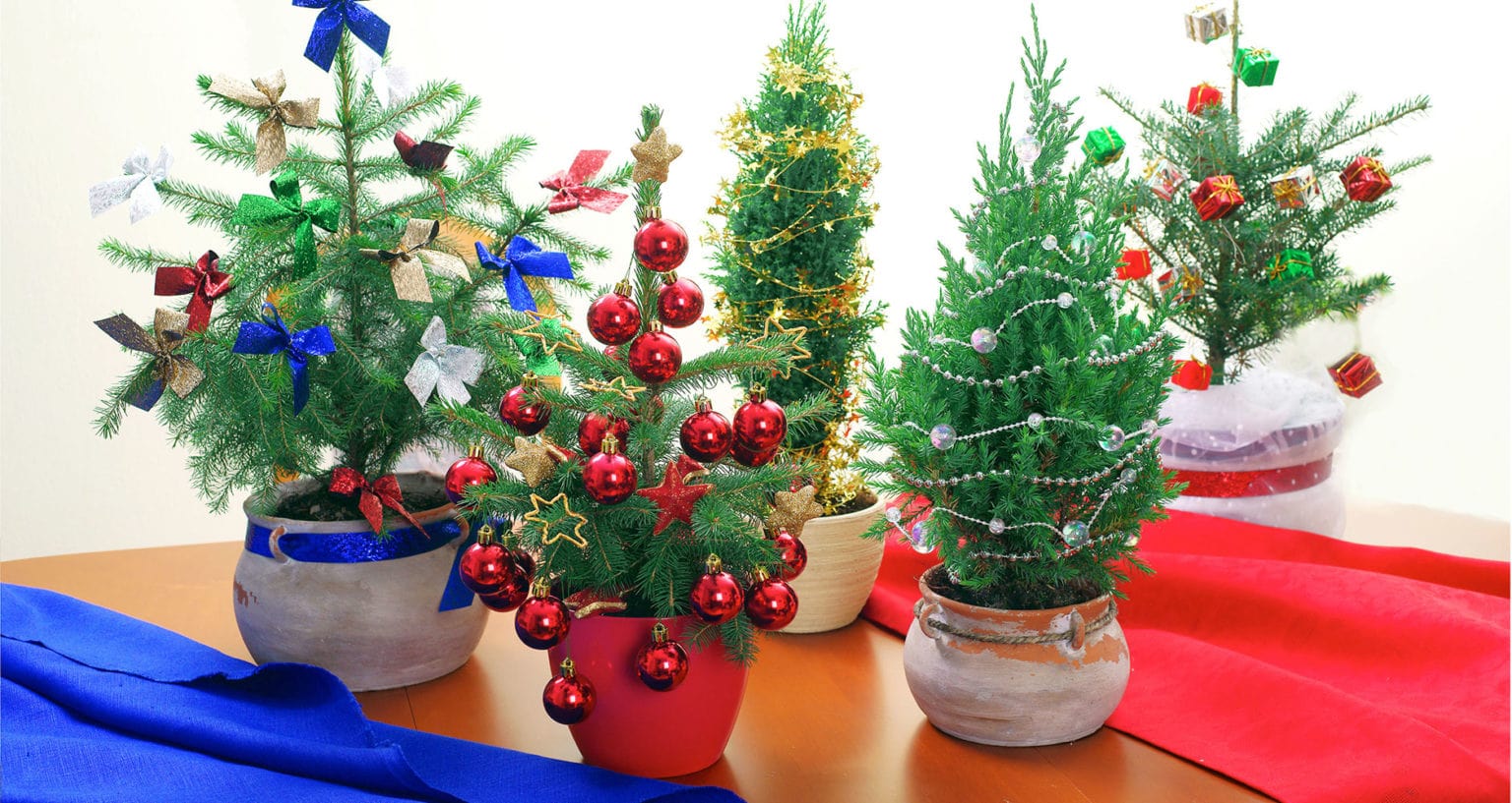 6 Popular Holiday Plants To Give This Season Farmers' Almanac Plan