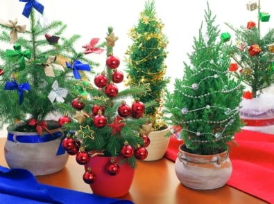 6 Popular Holiday Plants To Give This Season featured image
