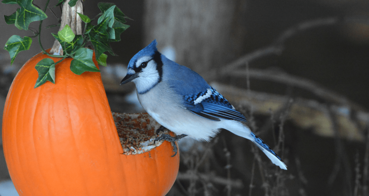 Create A Pumpkin Bird Feeder And More! - Farmers' Almanac