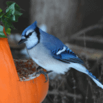 Birds - Blue jay