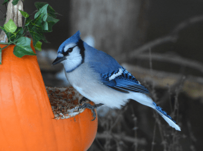 How To Create A Pumpkin Bird Feeder And More featured image