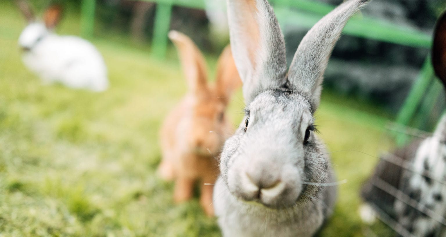 On the 1st of the Month Don't To Say "Rabbit Rabbit"! Farmers