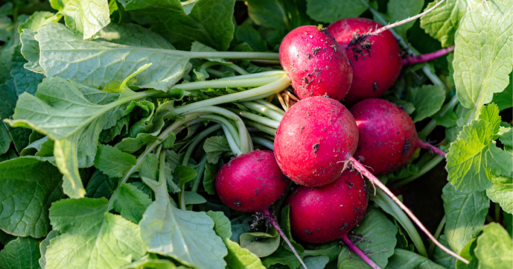 garden radishes