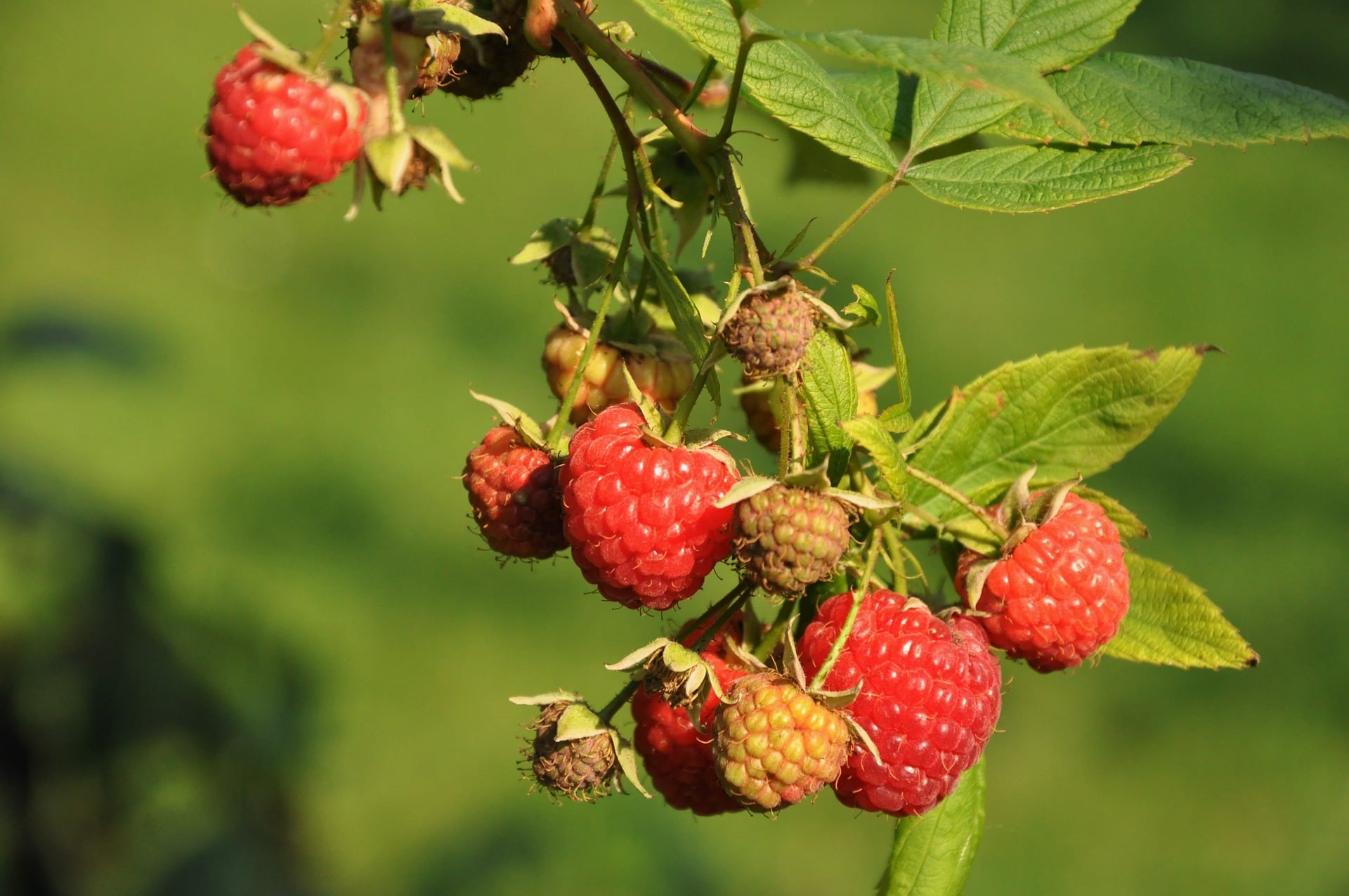 Red Raspberries