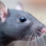 Rodents - Fancy rat