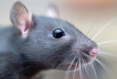 Rodents - Fancy rat