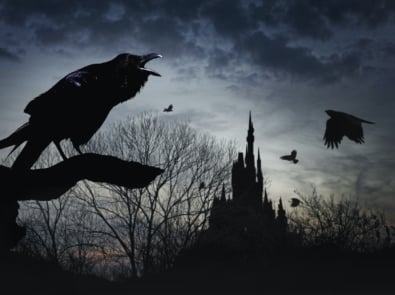 5 Fascinating Facts About Ravens featured image