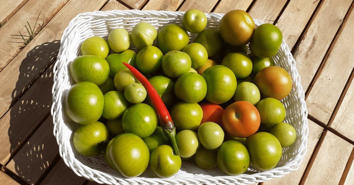 will tomatoes ripen under kitchen light