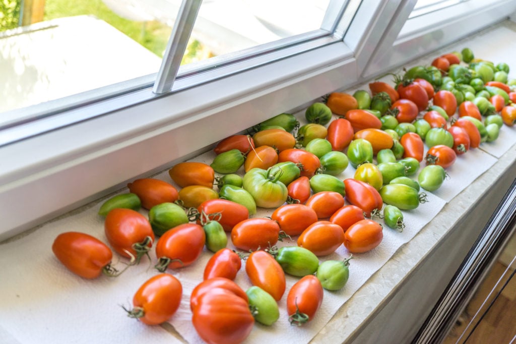 Cherry tomatoes ripening indoors from green to red.