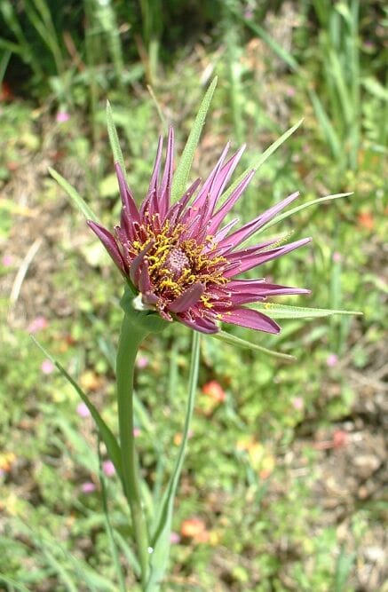 Salsify - Yellow salsify