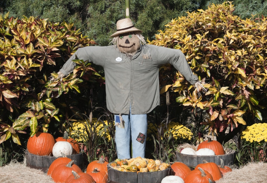 Scarecrow - Garden