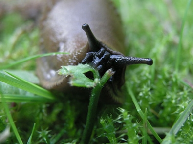 Gastropods - Spanish slug