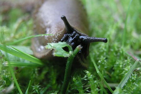 Keep Slugs Away image