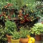 Patio containers of plants and flowers in small space.