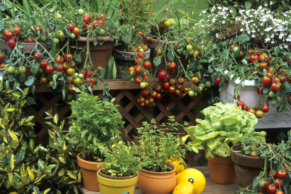 Patio containers of plants and flowers in small space.