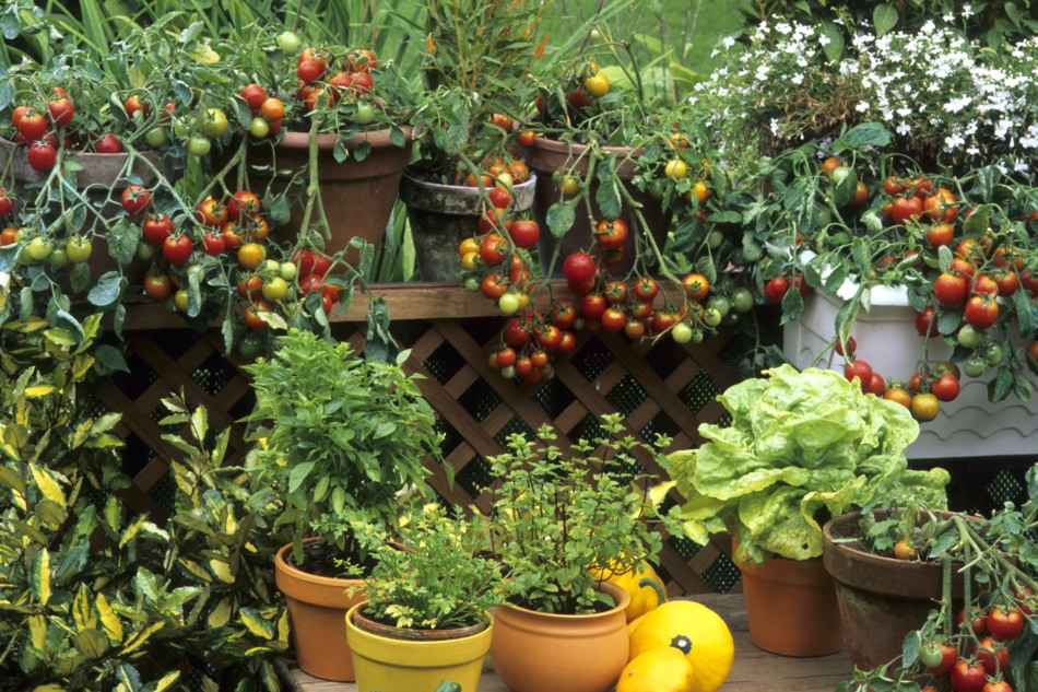 Big Gardening Ideas For Small Spaces Farmers' Almanac Plan Your Day