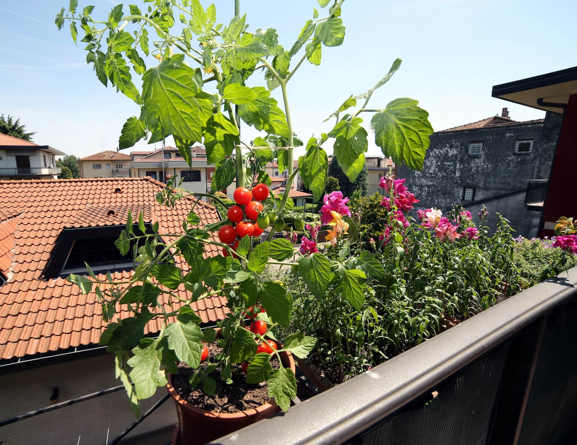 Gardening Time: Smart ways to use grow bags in small spaces - The  Leamington Observer