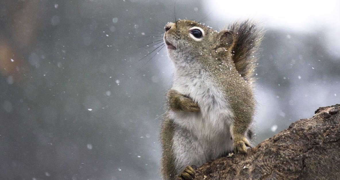 Squirrels - Snow
