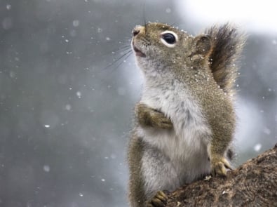 Squirrels - Snow