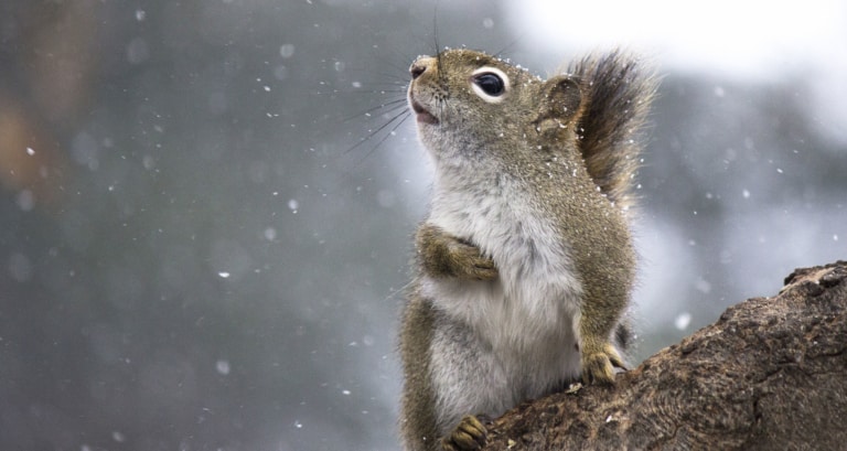 Snow Lore: 15 Folk Signs That Point to a Snowy Winter