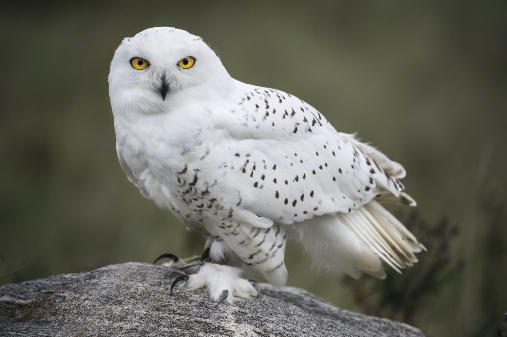 snowy owl on a rock